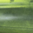 Gator Green