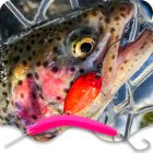 Trout Area