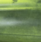 Gator Green