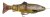 4D Line Thru Trout 20 cm 98 g MS Dark Brown Trout